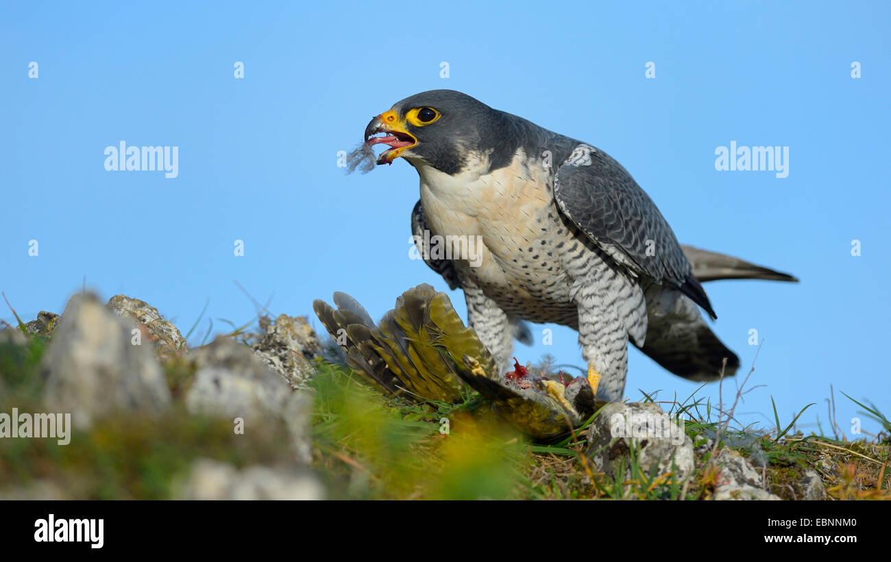 Falco pellegrino (Falco peregrinus), a mangiare la coratella place, GERMANIA Baden-Wuerttemberg Foto Stock