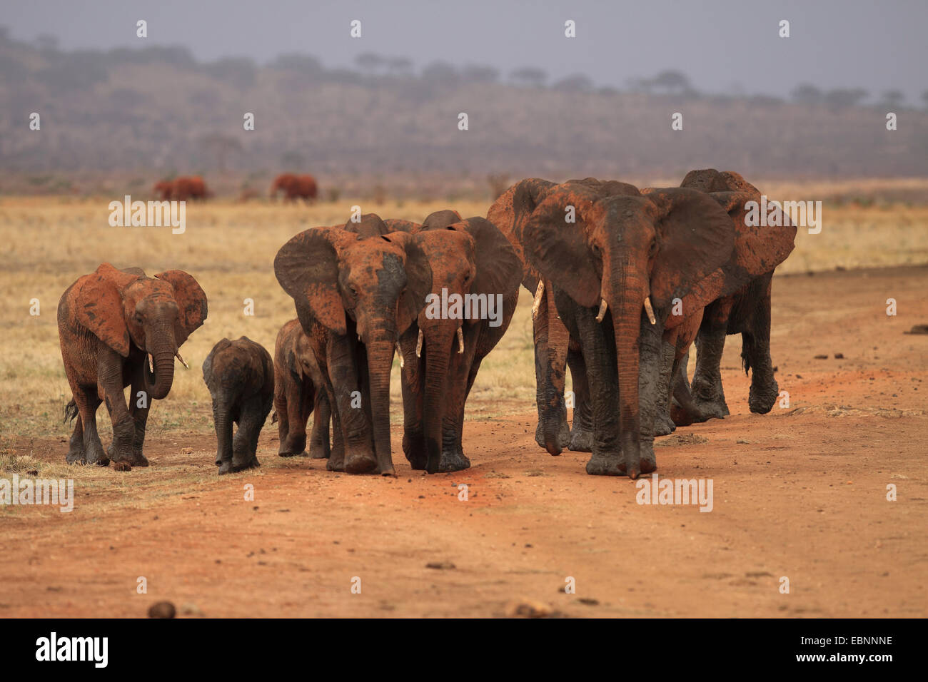 Elefante africano (Loxodonta africana), branco di elefanti dopo un bagno di fango, Kenya, parco nazionale orientale di Tsavo Foto Stock