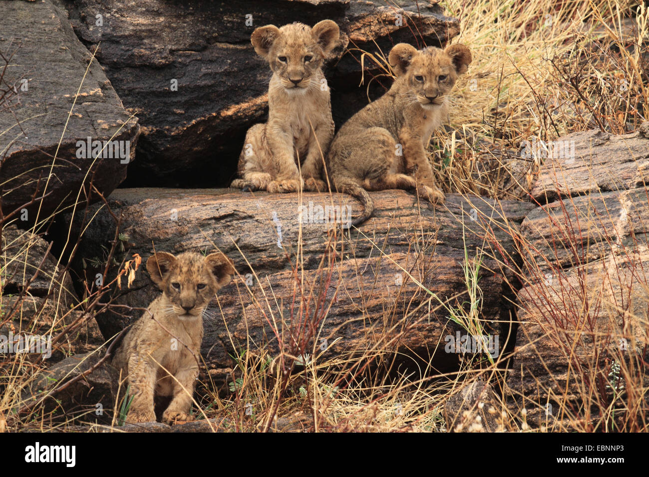 Lion (Panthera leo), tre cuccioli di leone su una roccia, Kenya, Samburu Riserva nazionale Foto Stock