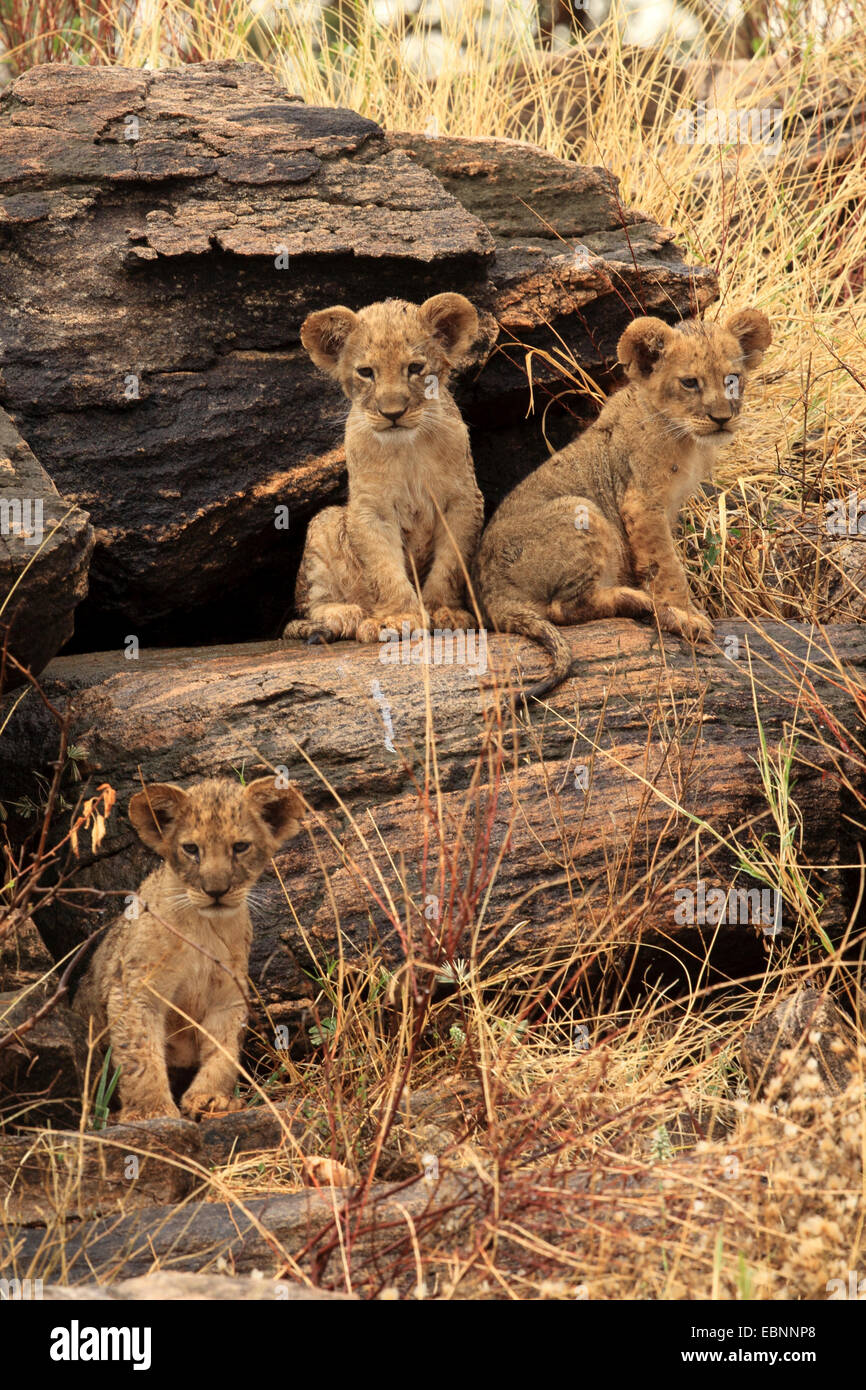Lion (Panthera leo), tre cuccioli di leone su una roccia, Kenya, Samburu Riserva nazionale Foto Stock
