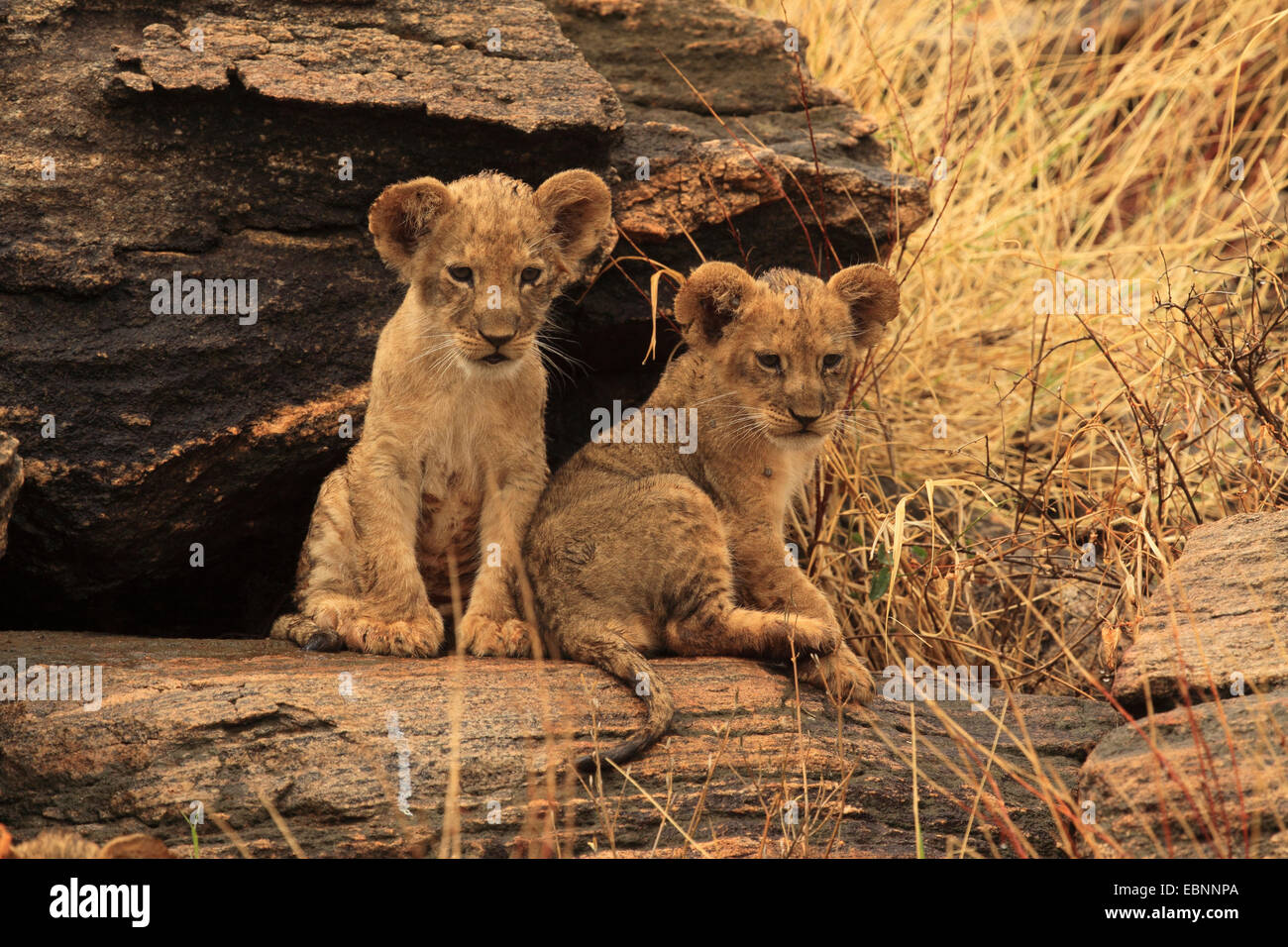 Lion (Panthera leo), due cuccioli di leone su una roccia, Kenya, Samburu Riserva nazionale Foto Stock