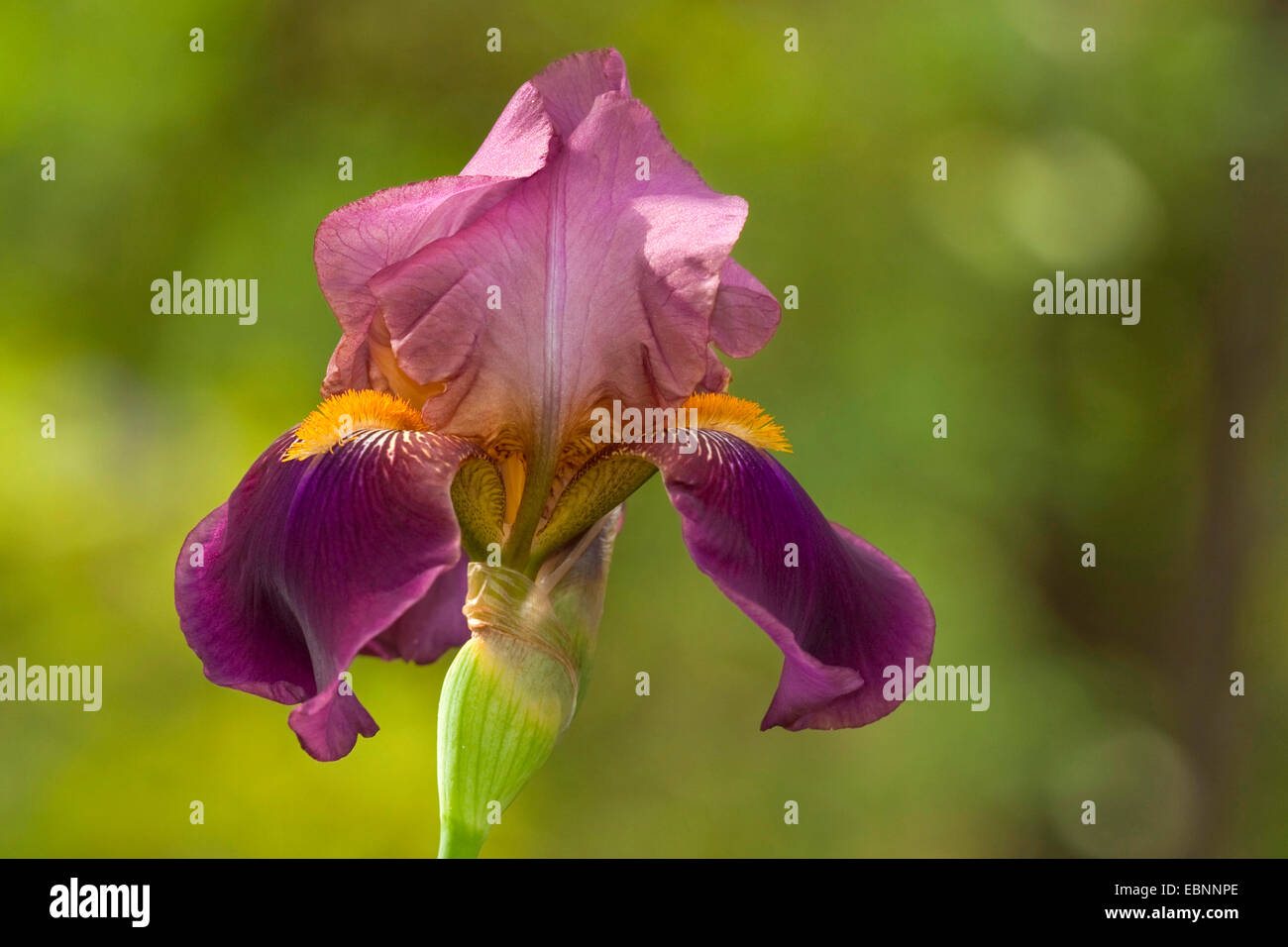Barbuto (Iris Iris barbata), fiore Foto Stock