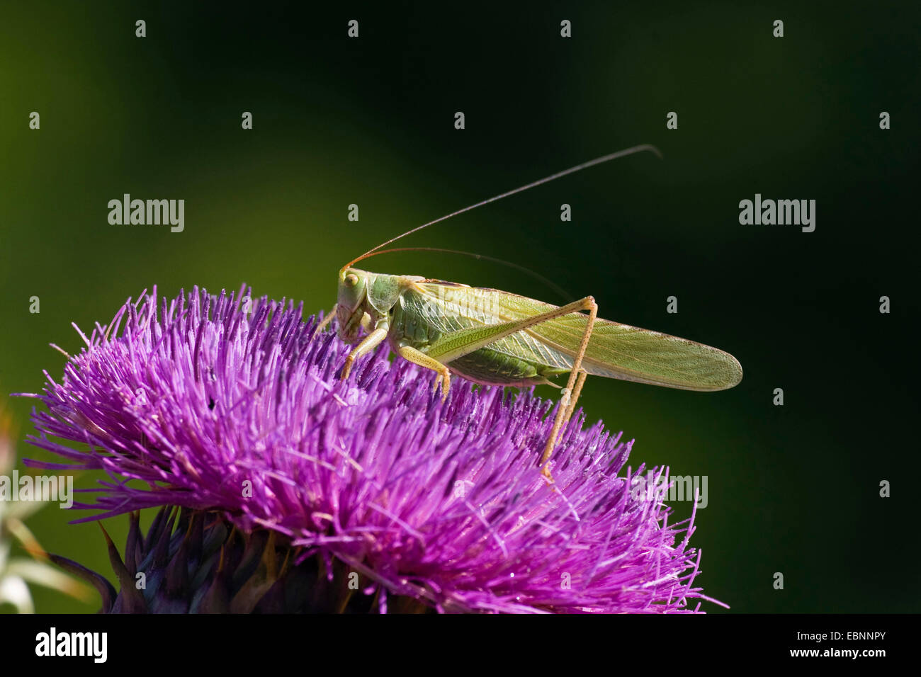 Grande bushcricket verde (Tettigonia viridissima), seduto su un cardo, Grecia, PELOPONNESO Foto Stock