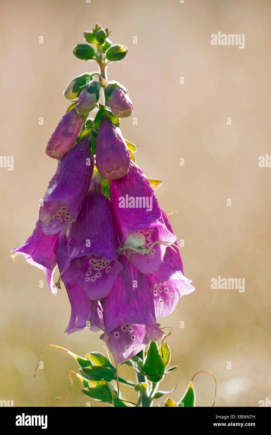 Oro ragno granchio (Misumena vatia), seduta in un fiore di Digitalis purpurea, in Germania, in Renania Palatinato Foto Stock