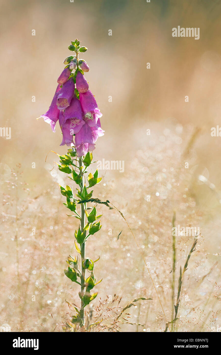 Oro ragno granchio (Misumena vatia), seduta in un fiore di Digitalis purpurea, in Germania, in Renania Palatinato Foto Stock