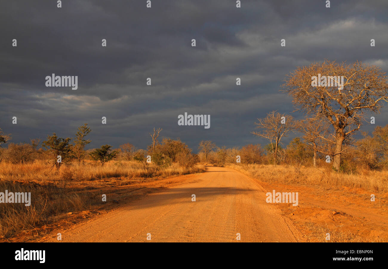 Tempesta di avvicinamento alla sera a nord di abbassare Sabie, Sud Africa, Parco Nazionale Kruger Foto Stock