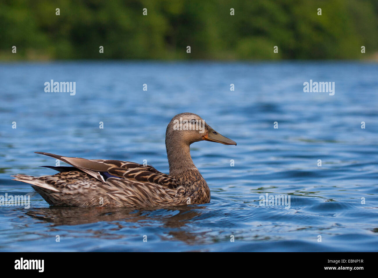 Il germano reale (Anas platyrhynchos), femmina, Germania Foto Stock