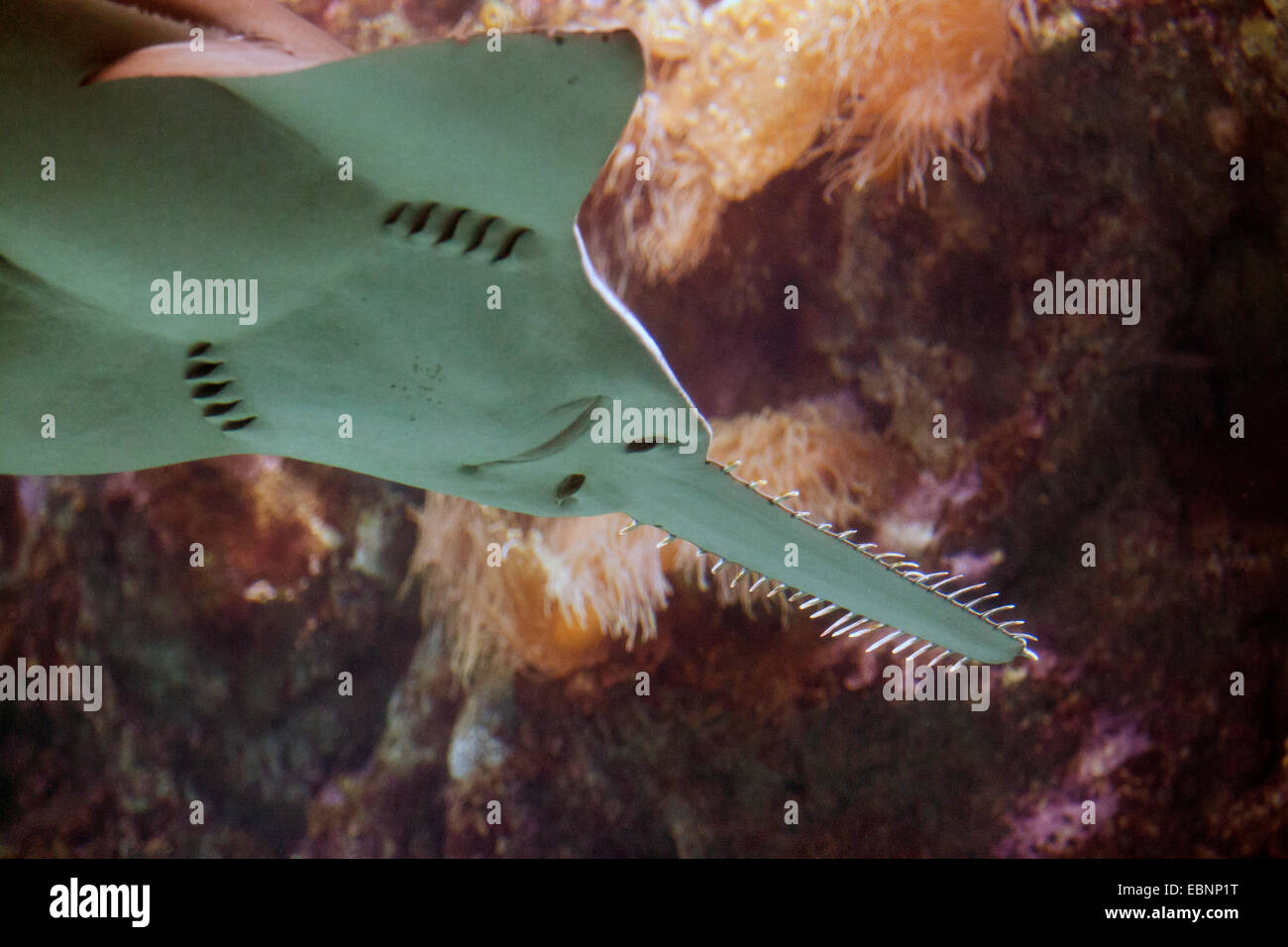 Sawfish Largetooth (Pristis microdon Pristiopsis leichhardti), ritratto da sotto Foto Stock