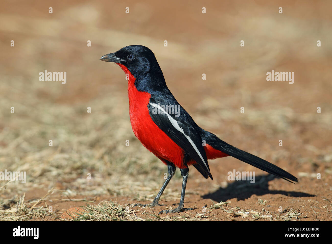 La Burchell gonolek (Laniarius atrococcineus), sorge sul terreno, Sud Africa, Parco Nazionale di Pilanesberg Foto Stock