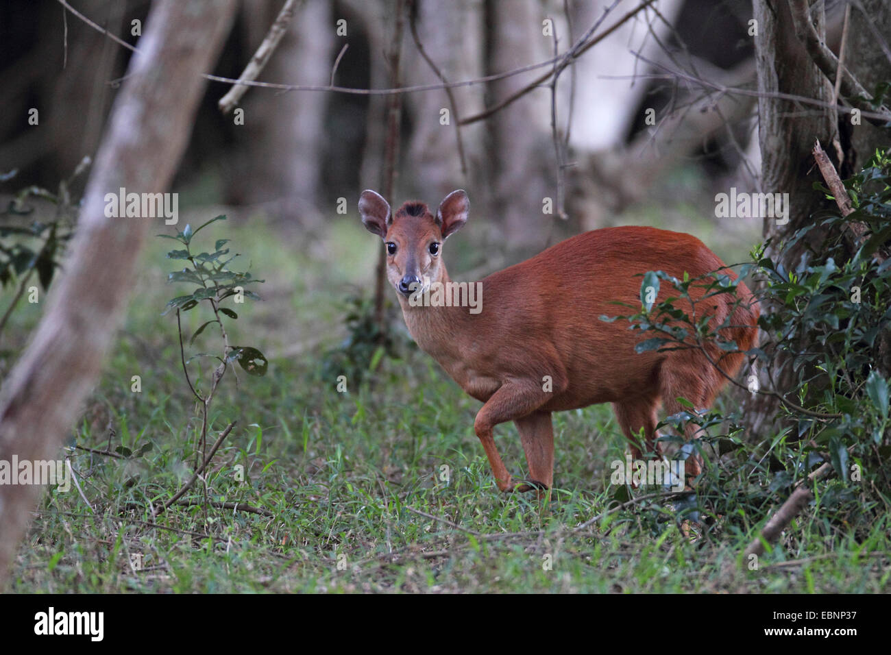 Foresta Rossa duiker (Cephalophus natalensis), sorge in un bosco, Sud Africa, iSimangaliso Wetland Park Foto Stock