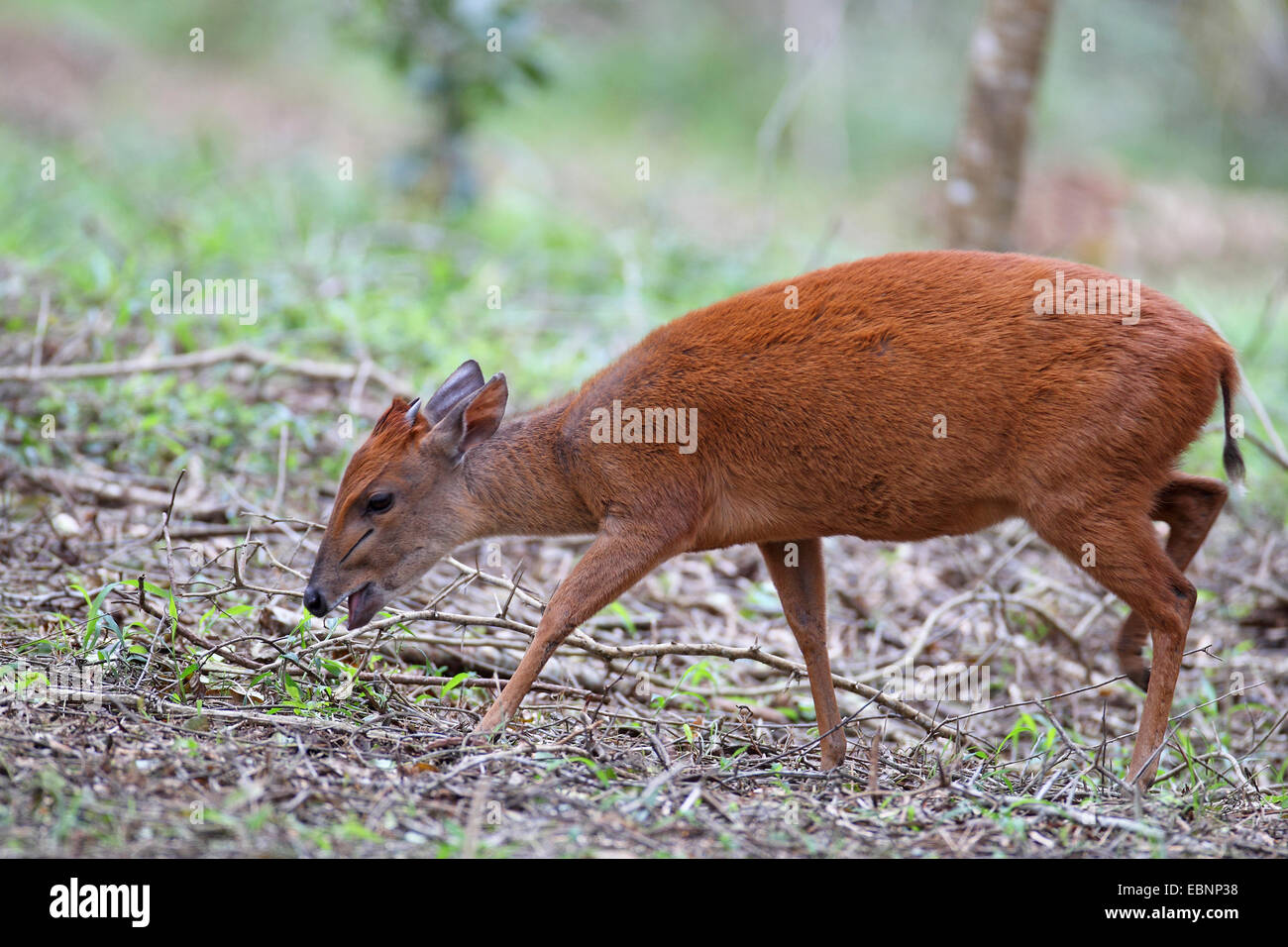 Foresta Rossa duiker (Cephalophus natalensis), cerca di cibo in un bosco, Sud Africa, iSimangaliso Wetland Park Foto Stock