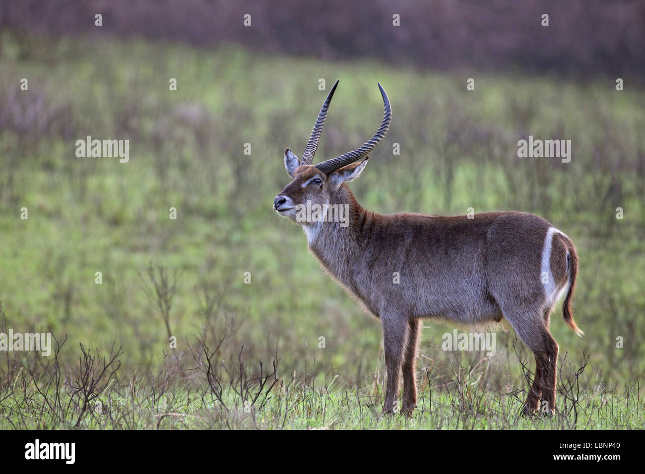 Waterbuck (Kobus ellipsiprymnus), maschio sorge nella prateria, Sud Africa, iSimangaliso Wetland Park Foto Stock