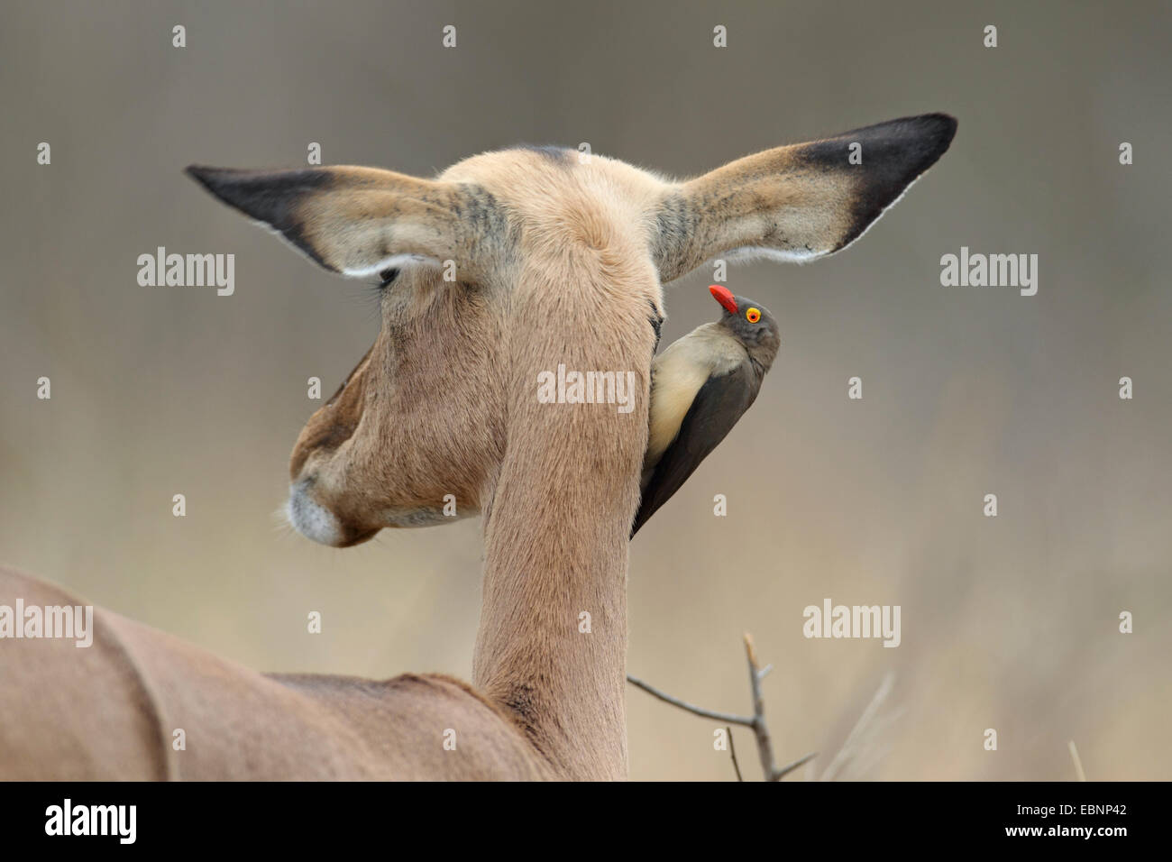 Rosso-fatturati Oxpecker (Buphagus erythrorhynchus), si trova in corrispondenza del collo di una femmina di Impala, Sud Africa, Parco Nazionale Kruger Foto Stock