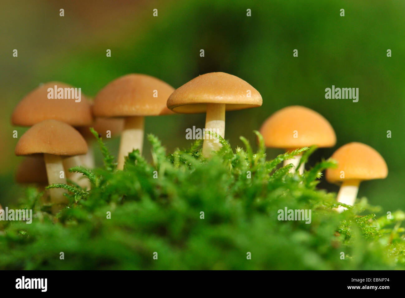 Moncone comune brittlestem (Psathyrella piluliformis), alcuni brittlestems in MOSS, Germania Foto Stock