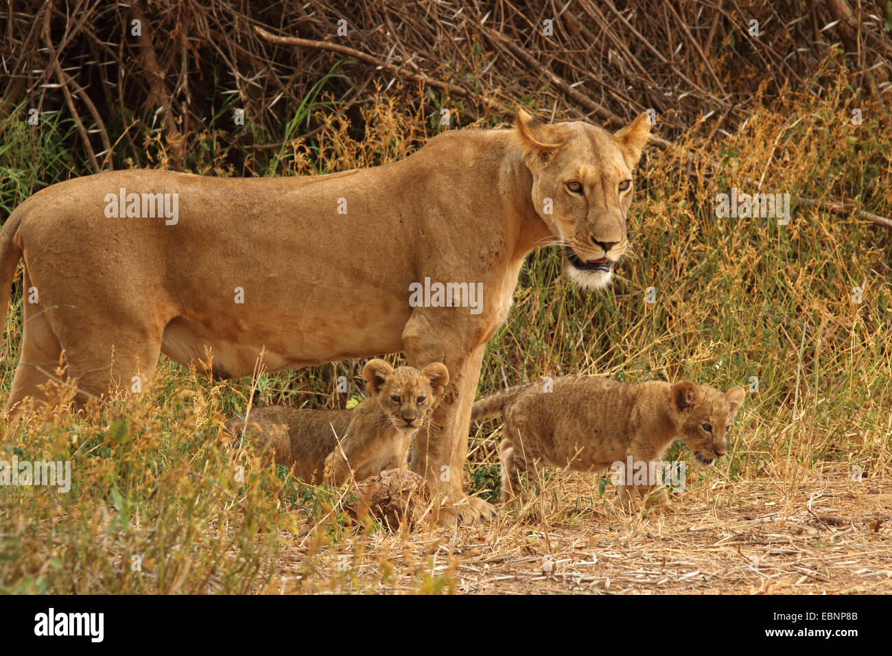 Lion (Panthera leo), leonessa con due cuccioli di Leone, Kenya, Samburu Riserva nazionale Foto Stock