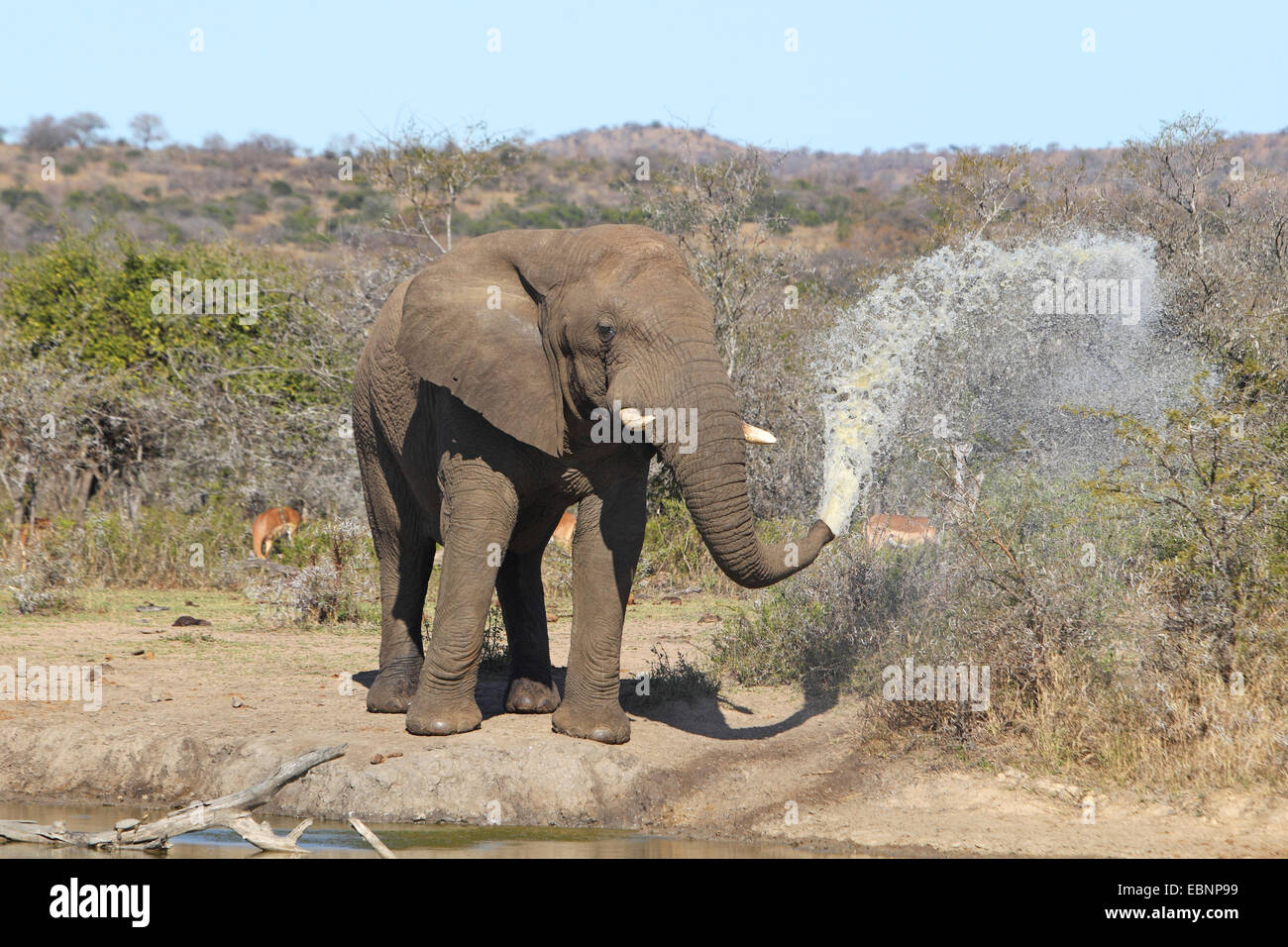 Elefante africano (Loxodonta africana), sta in piedi in un luogo di acqua e spruzzi con acqua , Sud Africa, Umfolozi Game Reserve Foto Stock