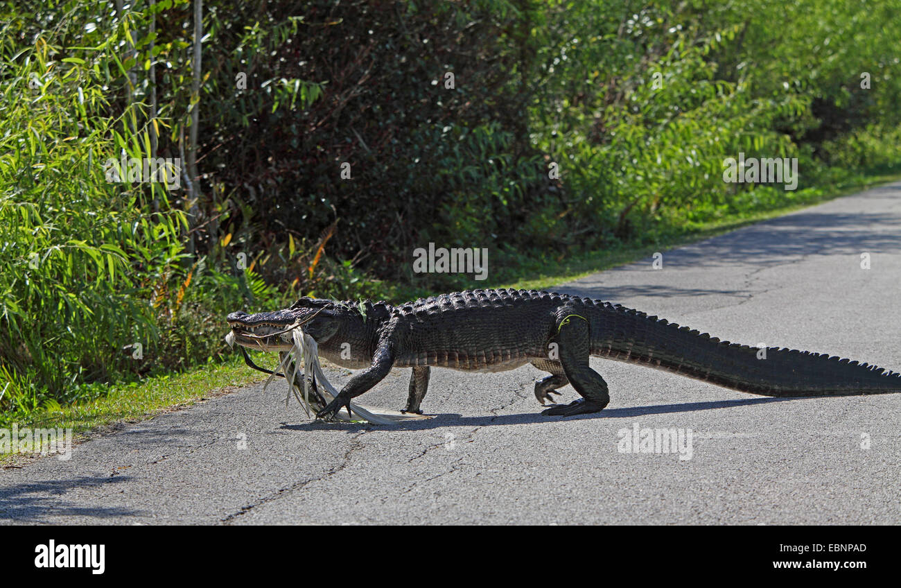 Il coccodrillo americano (Alligator mississippiensis), alligatore andando su un sentiero con un airone in bocca, STATI UNITI D'AMERICA, Florida Everglades National Park Foto Stock