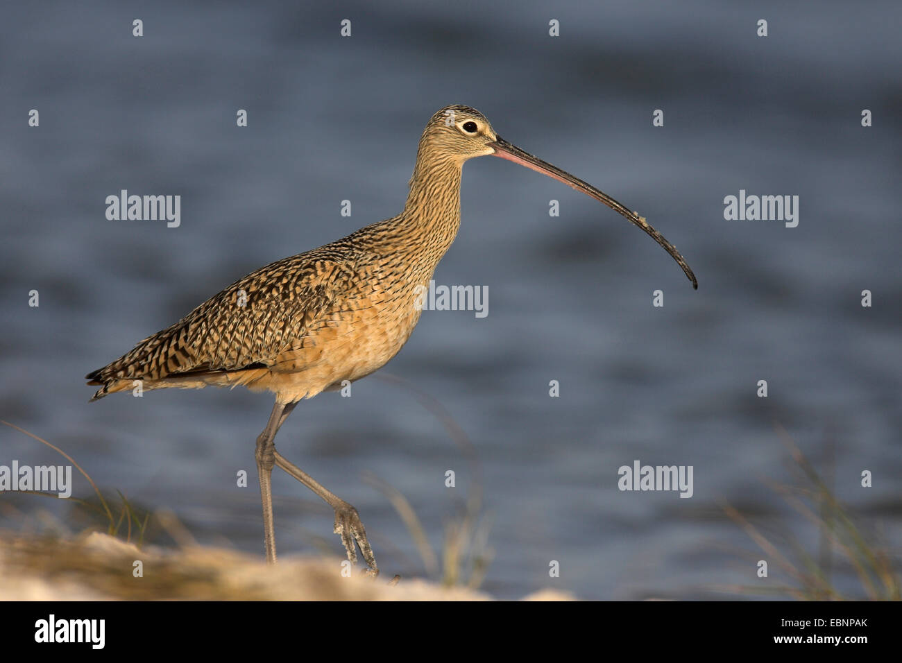 A lungo fatturate (curlew Numenius americanus), andando sulla spiaggia nella luce della sera, STATI UNITI D'AMERICA, Florida Everglades National Park Foto Stock