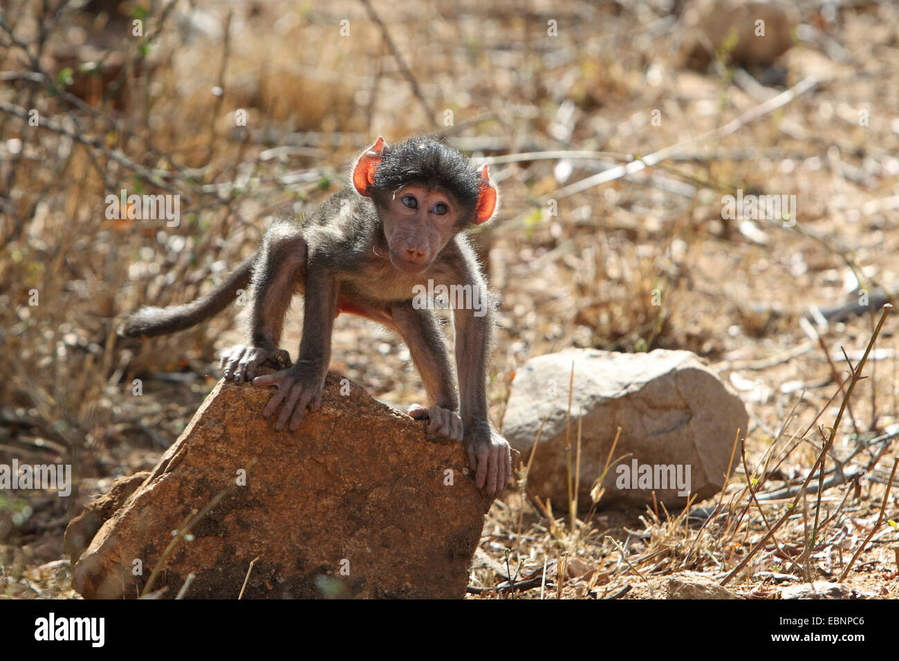 Chacma babbuino, anubius babbuino, oliva babbuino (Papio ursinus, Papio cynocephalus ursinus), giovane maschio in piedi su una pietra, Sud Africa, Parco Nazionale Kruger Foto Stock