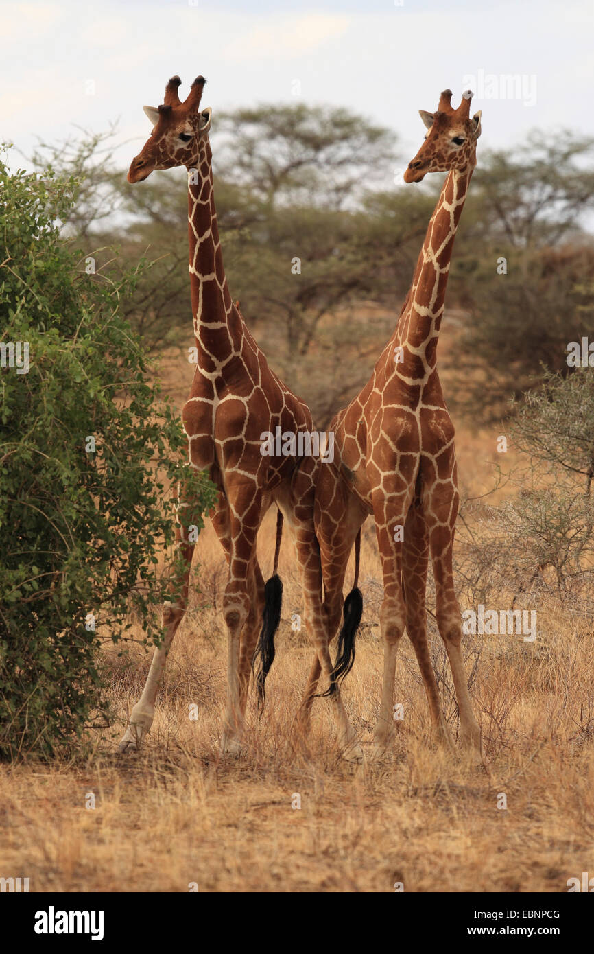 Giraffe reticolate (Giraffa camelopardalis reticulata), in grado di rivaleggiare con quelle su maschio giraffe, Kenya, Samburu Riserva nazionale Foto Stock
