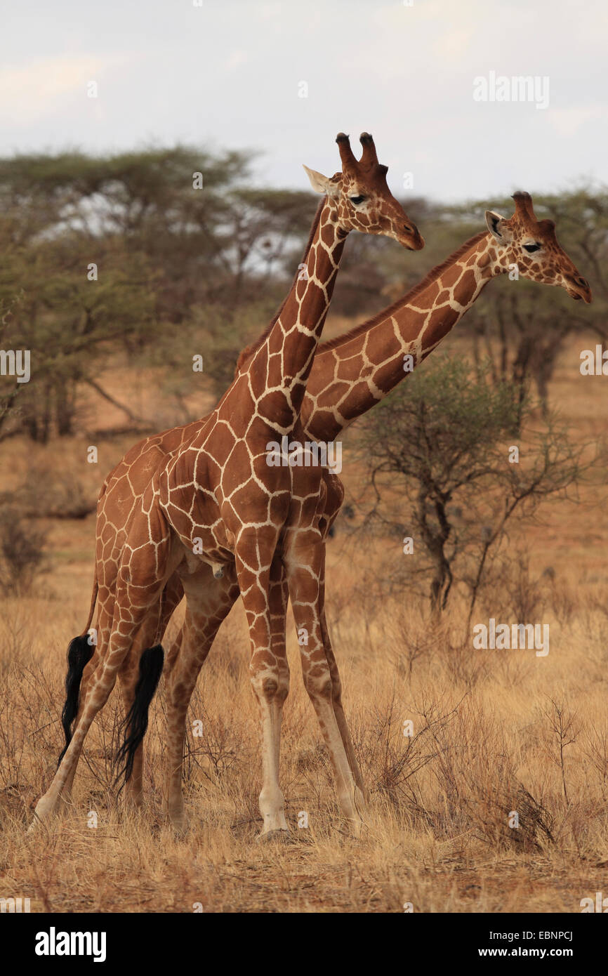 Giraffe reticolate (Giraffa camelopardalis reticulata), in grado di rivaleggiare con quelle su maschio giraffe, Kenya, Samburu Riserva nazionale Foto Stock