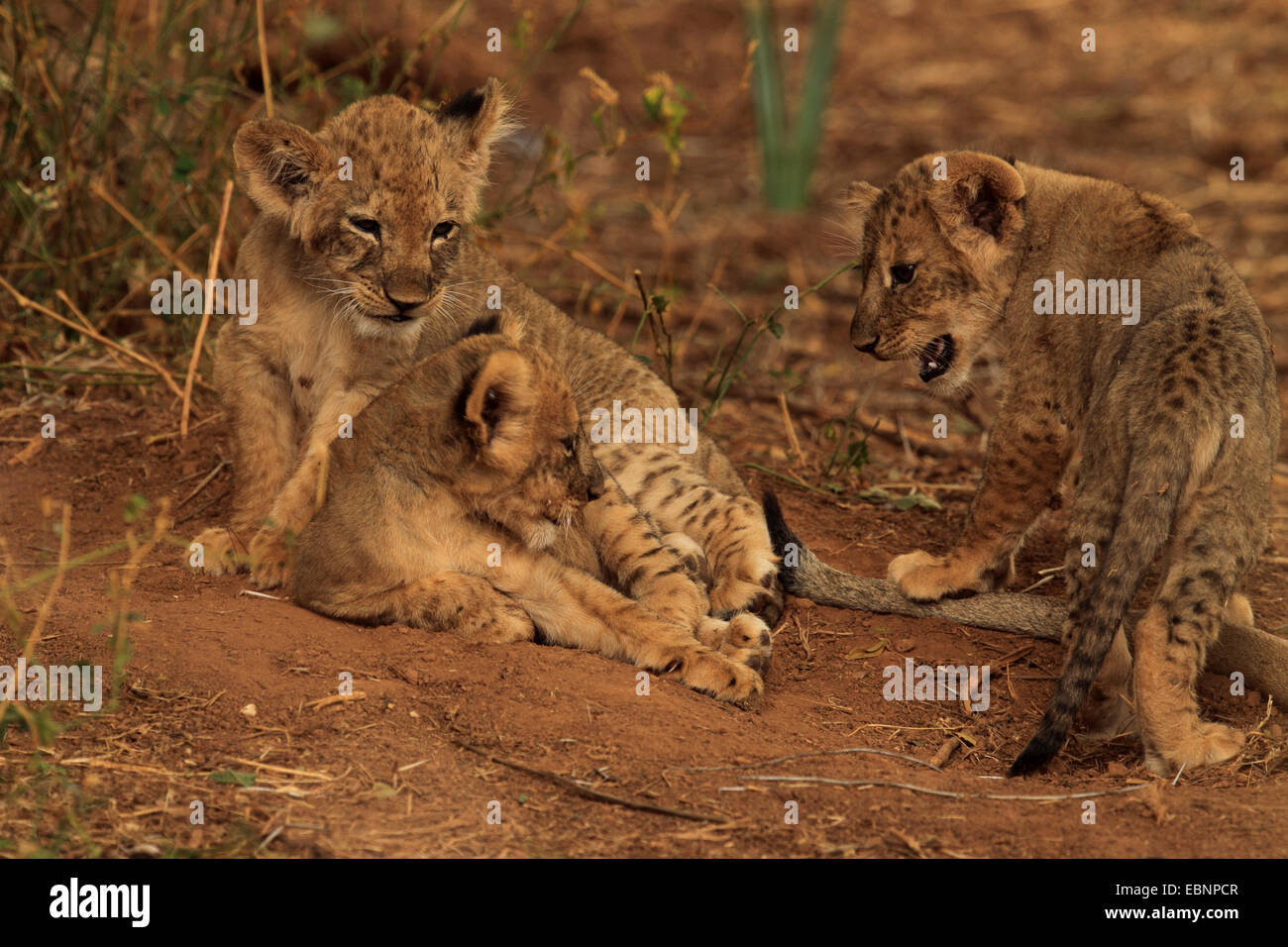 Lion (Panthera leo), tre cuccioli di Leone, Kenya, Samburu Riserva nazionale Foto Stock