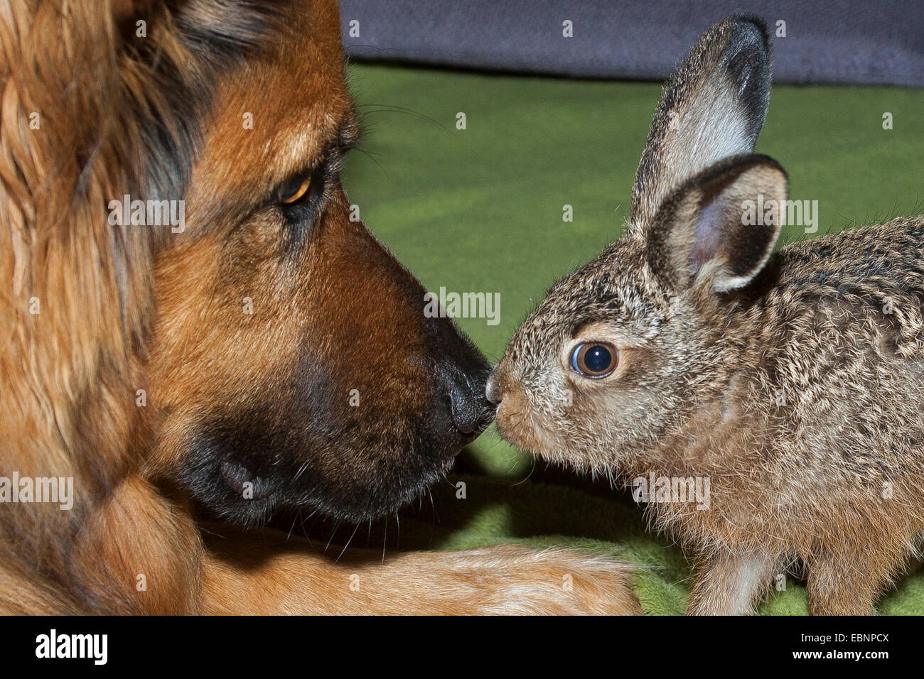 Lepre europea, Marrone lepre (Lepus europaeus), cane e dolce bunny curiosando a ciascun altro, Germania Foto Stock