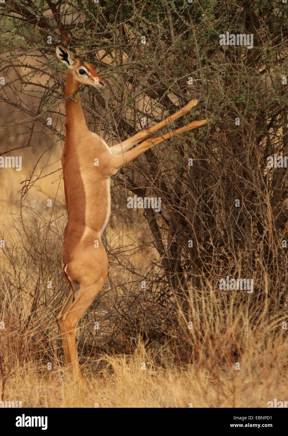 Gerenuk (Litocranius walleri), in piedi sulle zampe posteriori a un arbusto e alimentando, Kenia Masai Mara National Park Foto Stock