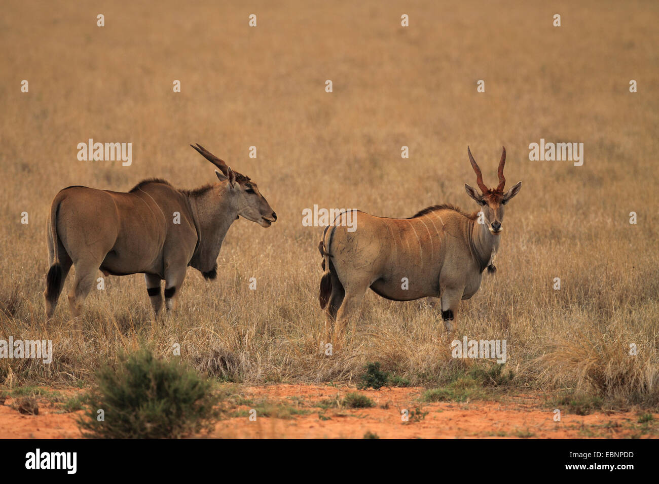 Common eland, Eland Meridionale (Taurotragus oryx, Tragelaphus oryx), due elands in piedi nella savana, Kenya, parco nazionale orientale di Tsavo Foto Stock