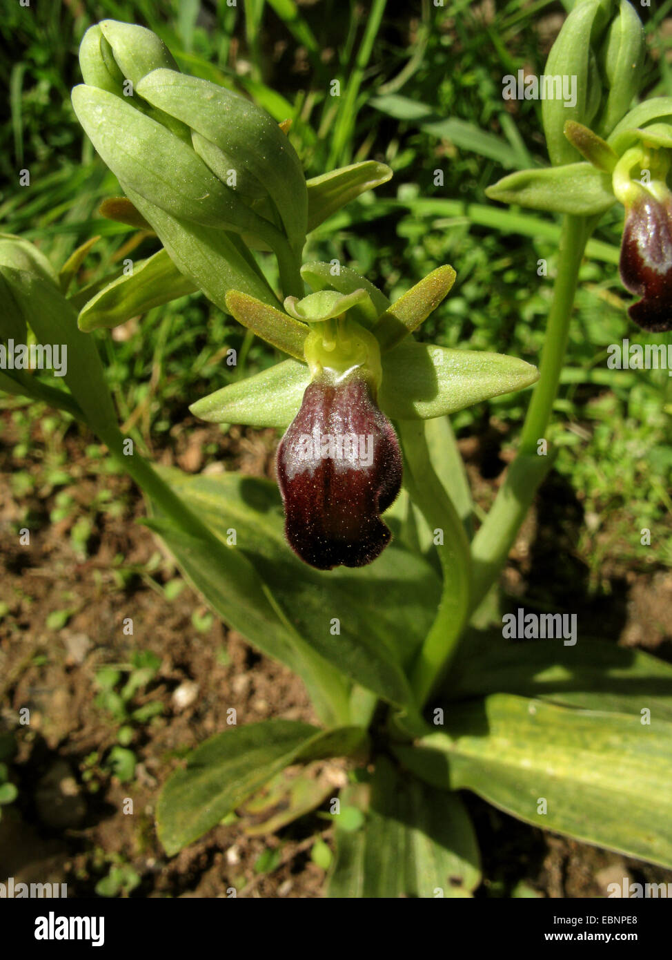 Ape bruna orchid, cupo bee orchid, brunastro ophrys (Ophrys fusca), fiore, Spagna, Balearen, Maiorca Foto Stock