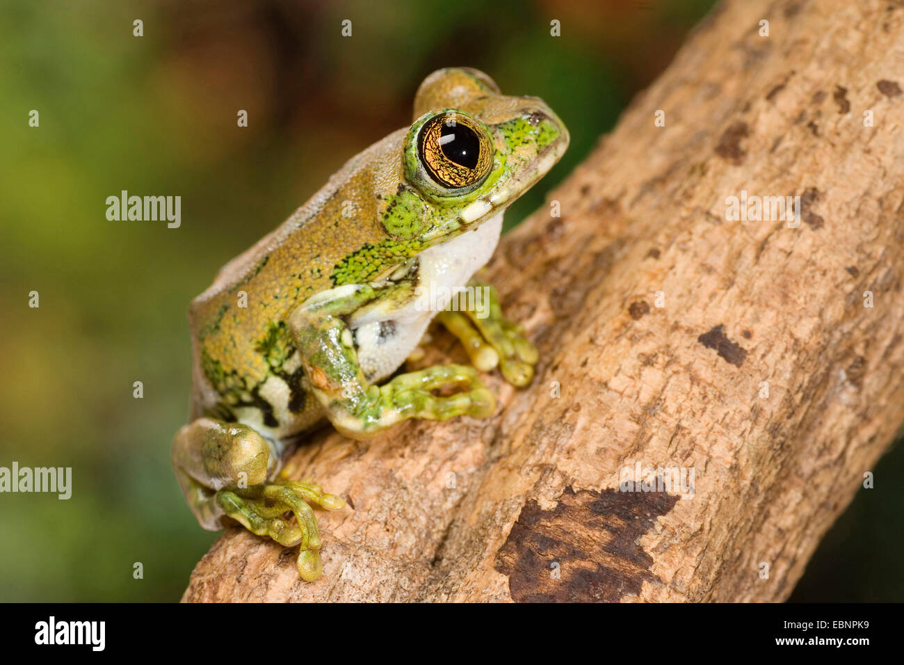 Big Eyed Frog, Foresta treefrog (Leptopelis vermiculatus), forma di allevamento gold Foto Stock