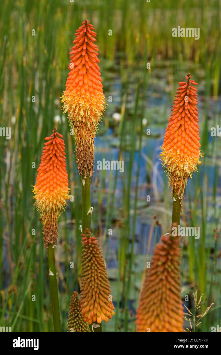 Torcia lily, red hot poker (Kniphofia uvaria), infiorescenze Foto Stock
