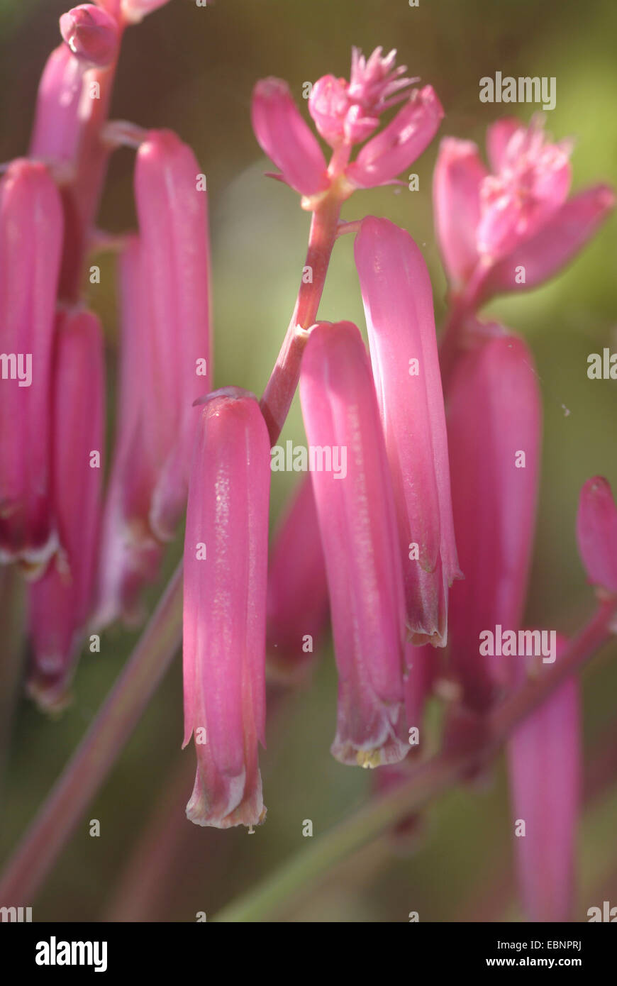 Rubida Cape Cowslip (Lachenalia rubida), fiori Foto Stock