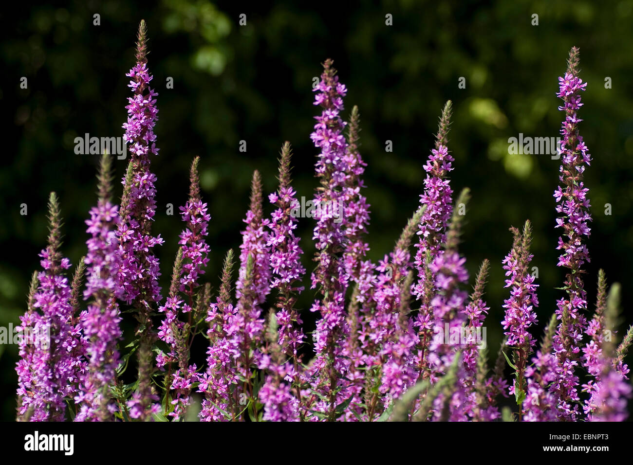 Bacchetta europea Loosestrife (Lythrum virgatum), fioritura Foto Stock