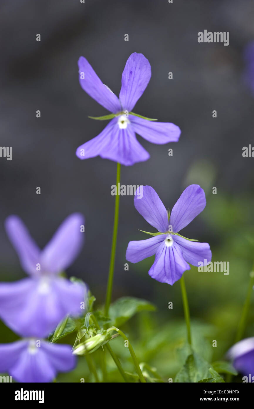Cornuto pansy, cornuto viola (Viola cornuta), forma selvatica Foto Stock