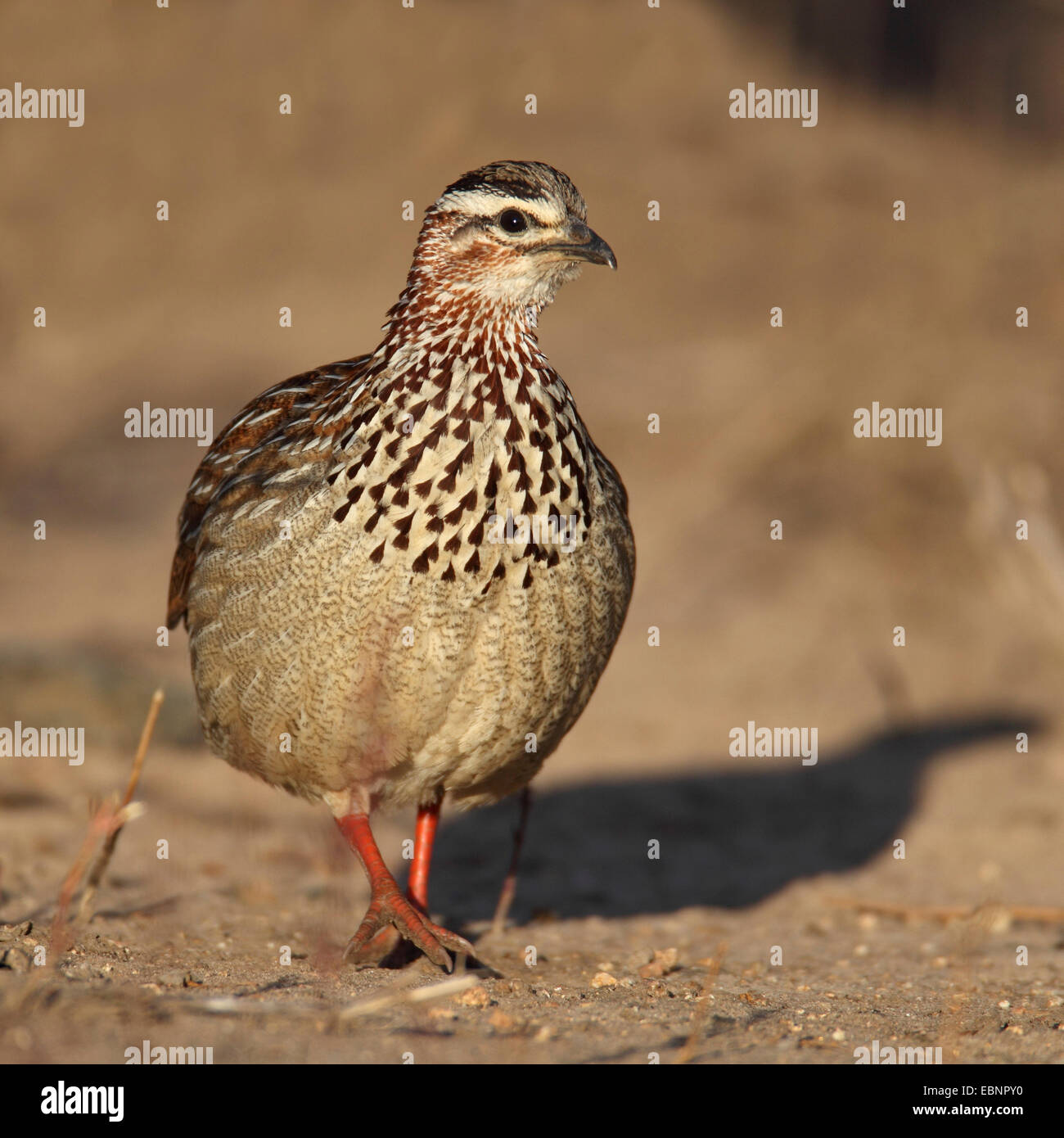 Crested francolin (Francolinus sephaena), sorge sul terreno, Sud Africa, Parco Nazionale Kruger Foto Stock