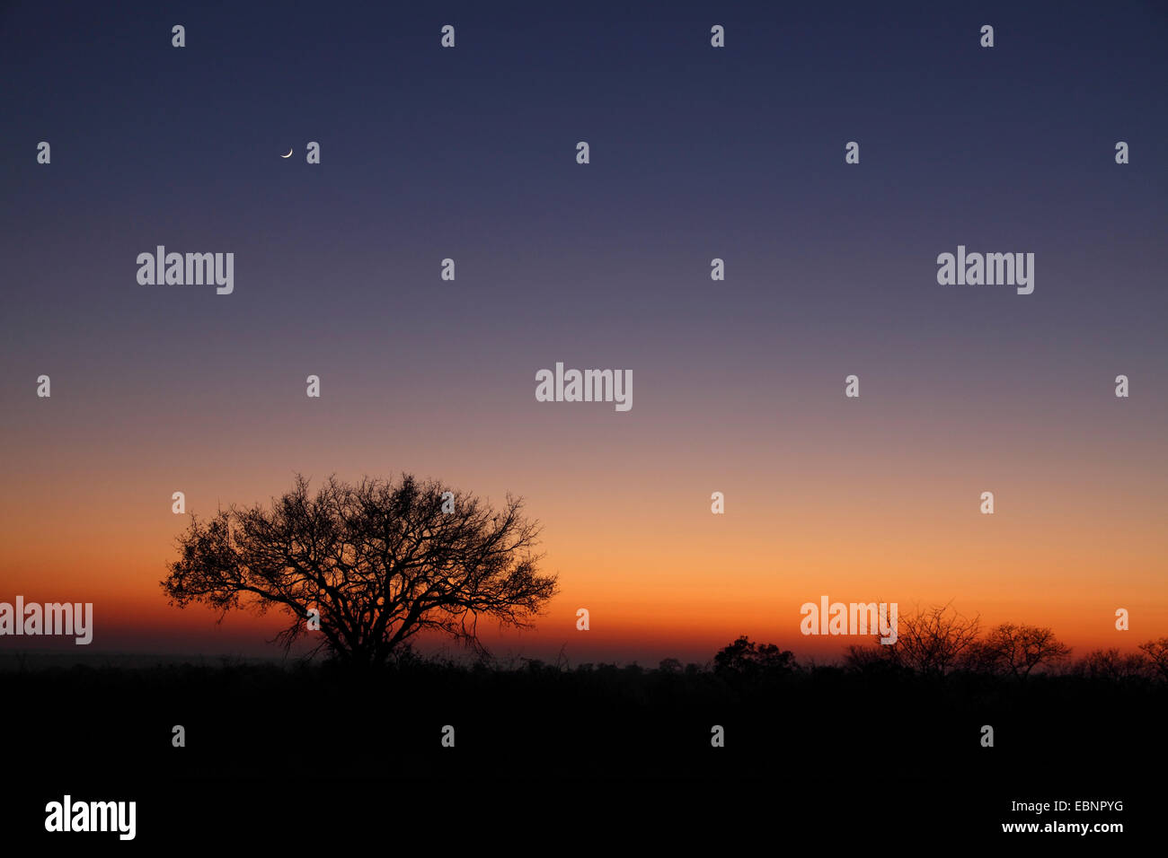 Umbrella Thorn e mezza luna alcuni minuti prima dell'alba, Sud Africa, Parco Nazionale Kruger Foto Stock