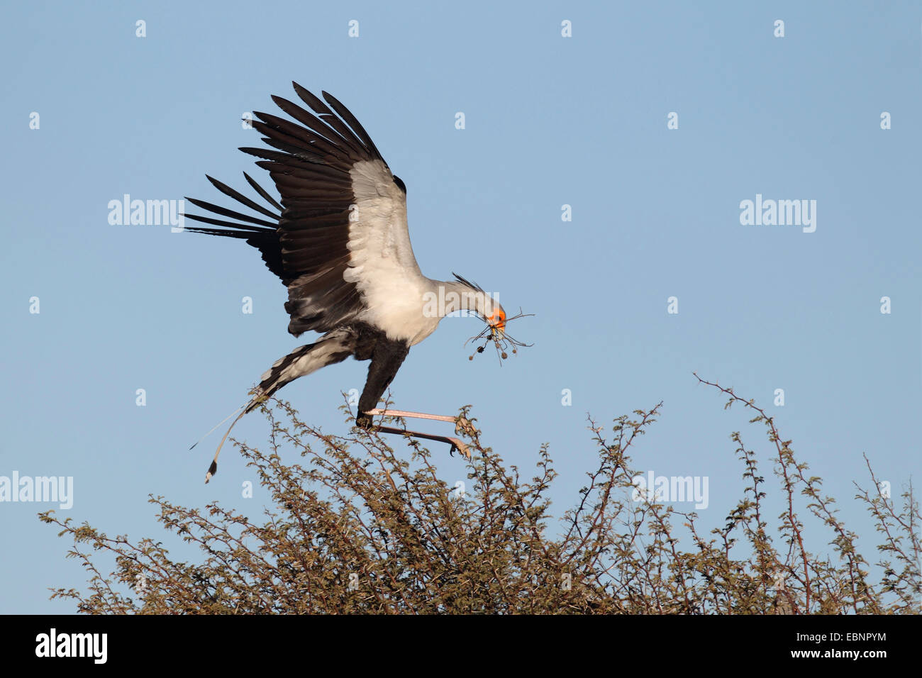 Segretario bird, Sagittarius serpentarius (Sagittarius serpentarius), maschio vola con materiale di nidificazione per il nido, Sud Africa, Kgalagadi transfrontaliera Parco Nazionale Foto Stock
