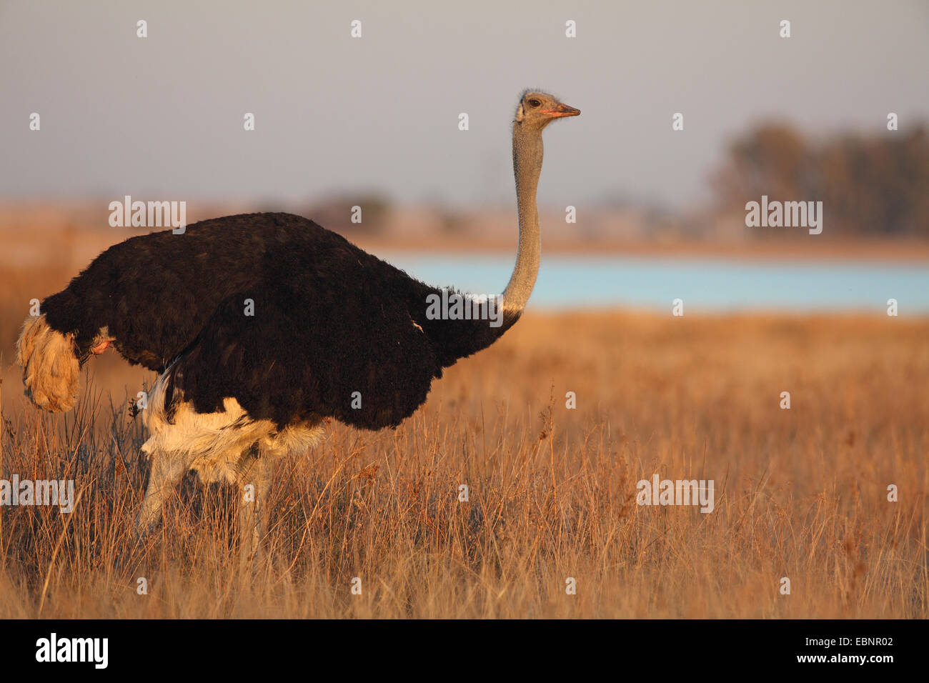 Struzzo meridionale (Struthio camelus australis, Struthio australis), maschio sorge nella prateria, Sud Africa, Barberspan Bird Sanctury Foto Stock