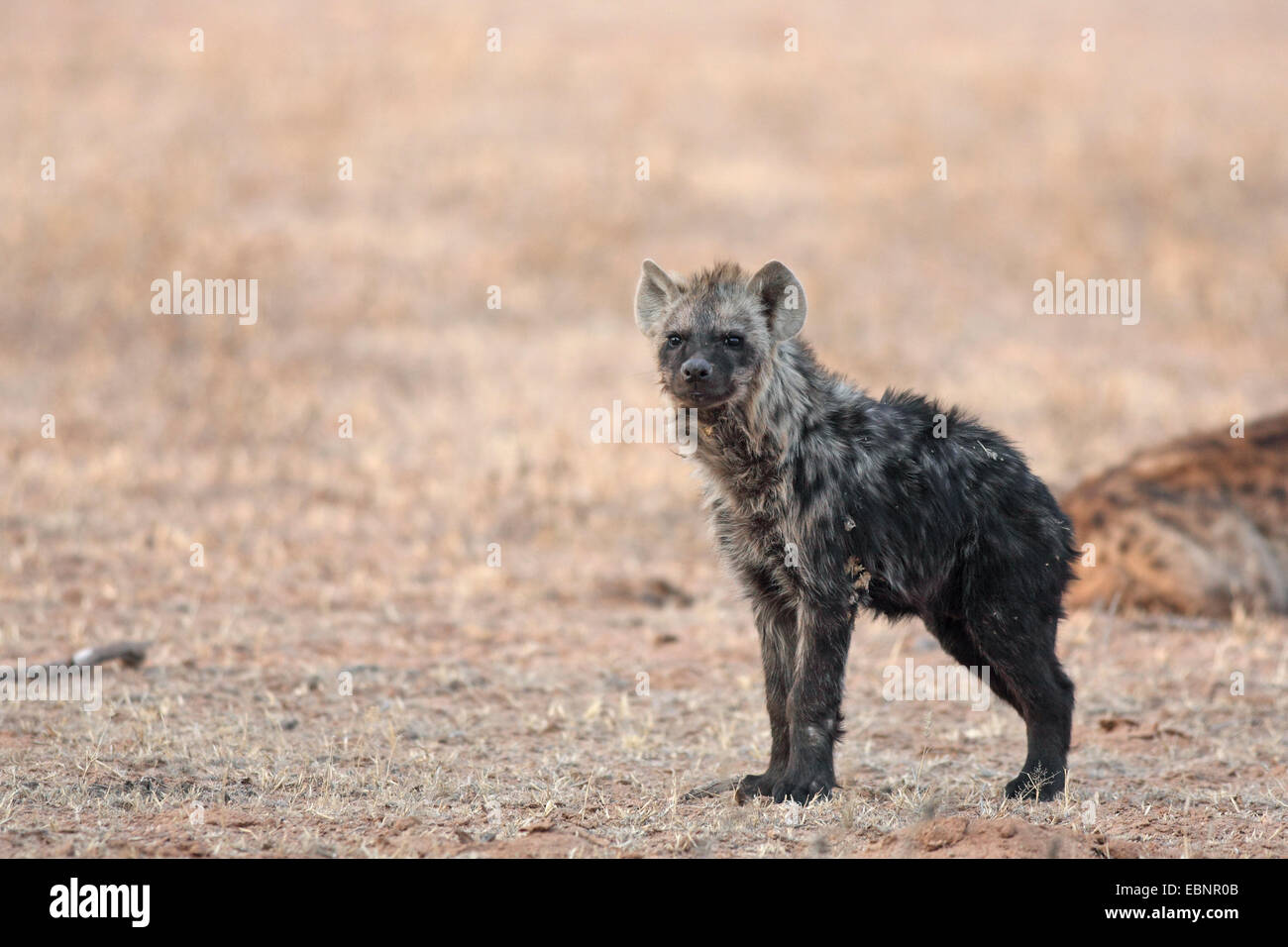 Spotted hyena (Crocuta crocuta), giovane iena sorge in una valle di dune, Sud Africa, Kgalagadi transfrontaliera Parco Nazionale Foto Stock