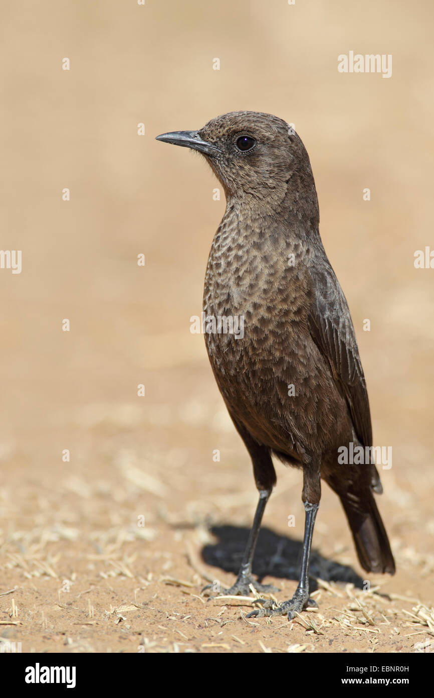 Southern anteater chat (Myrmecocichla formicivora), maschio sorge sul terreno, Sud Africa, Barberspan Bird Sanctury Foto Stock
