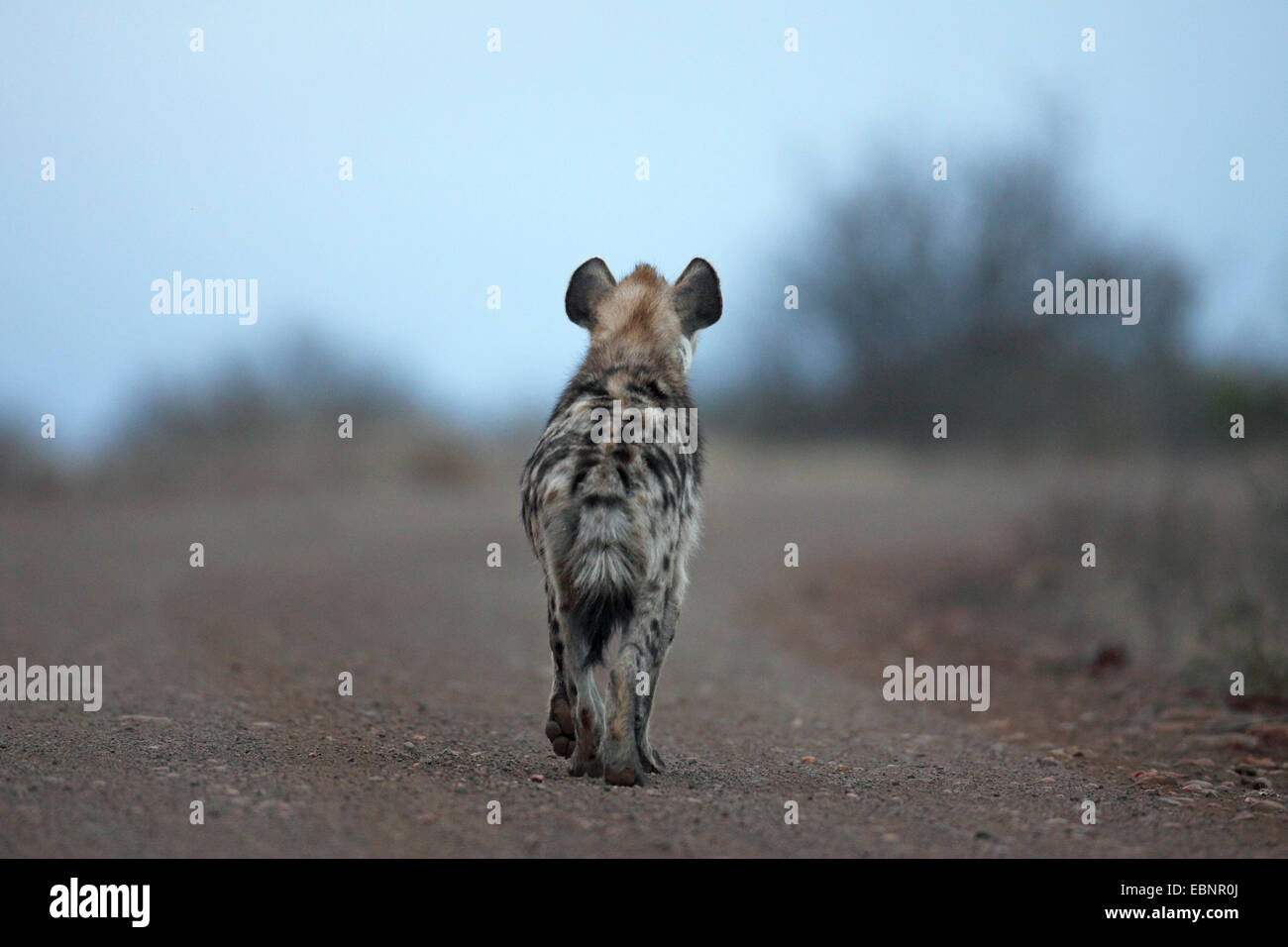 Spotted hyena (Crocuta crocuta), passeggiate lungo una strada sterrata, vista posteriore, Sud Africa, Parco Nazionale Kruger Foto Stock
