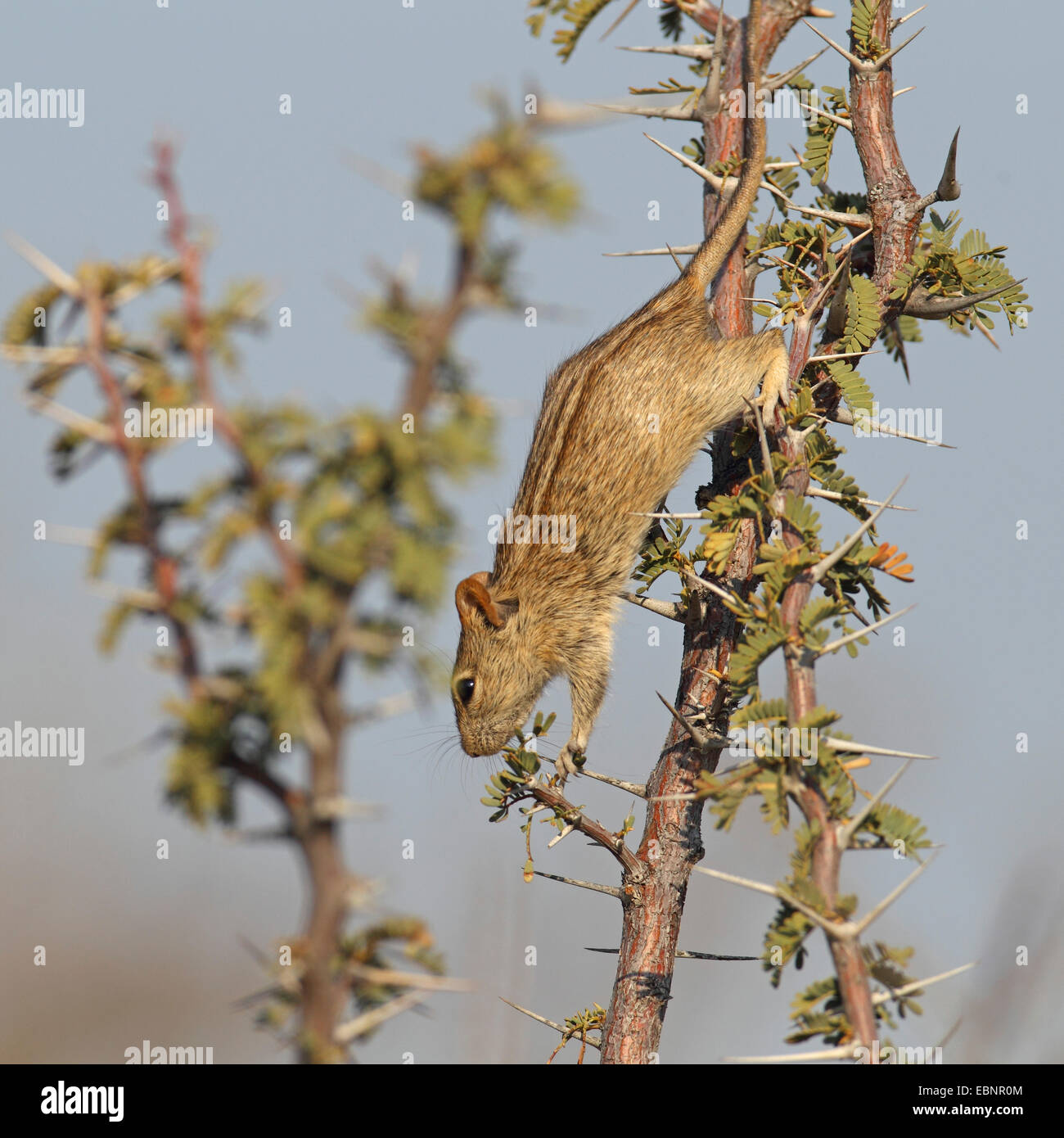Quattro strisce di erba, mouse mouse striato (Rhabdomys pumilio), mangia foglie in una thornbush, Sud Africa, Kgalagadi transfrontaliera Parco Nazionale Foto Stock