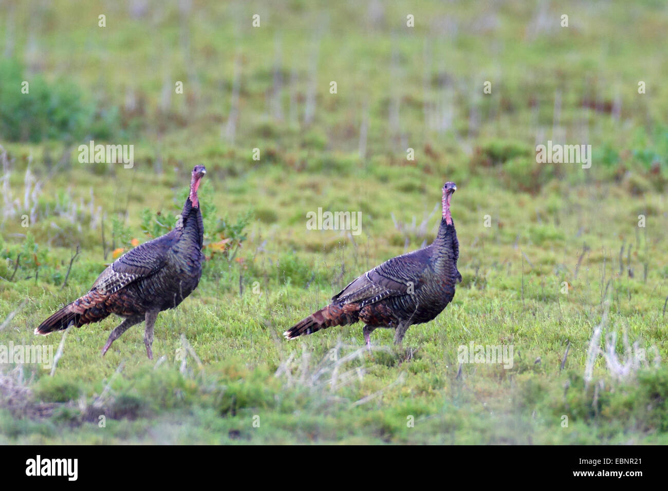 La Turchia comune (Meleagris gallopavo), due maschi a piedi su un prato, STATI UNITI D'AMERICA, Florida Foto Stock