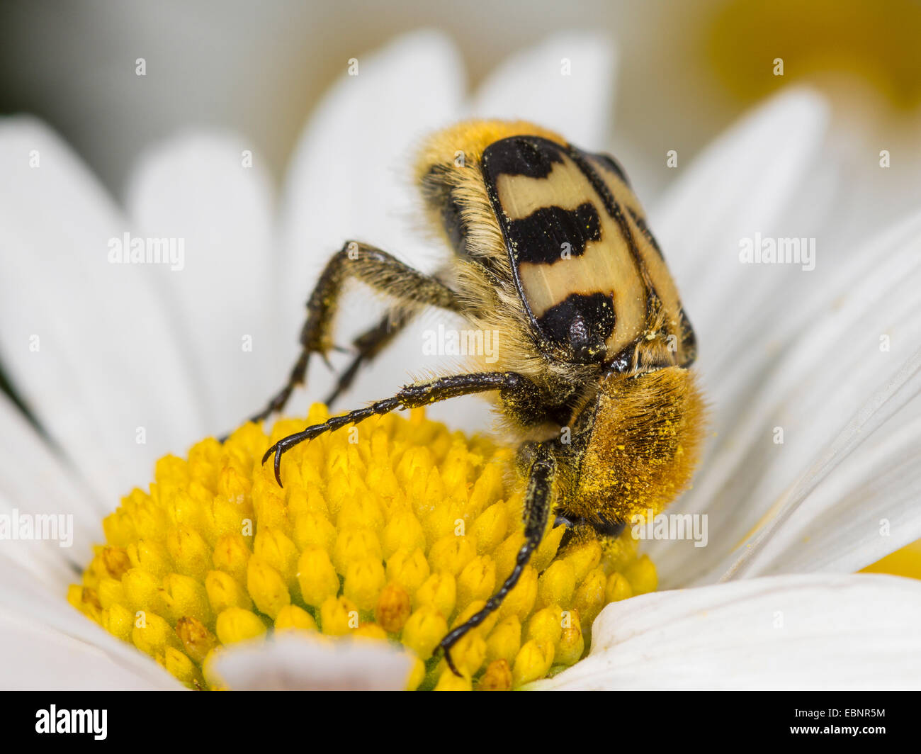 Bee chafer, bee beetle (Trichius fasciatus), mangiare il polline di una margherita occhio di bue , Germania Foto Stock
