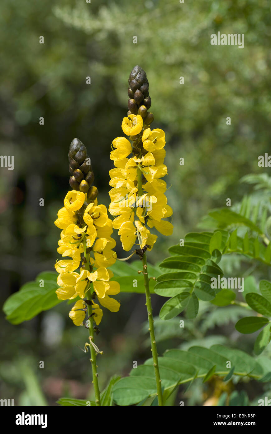 Il Popcorn Senna, Candela Bush, Meraviglia dorata (Cassia didymobotrya, Senna didymobotrya), infiorescenze Foto Stock