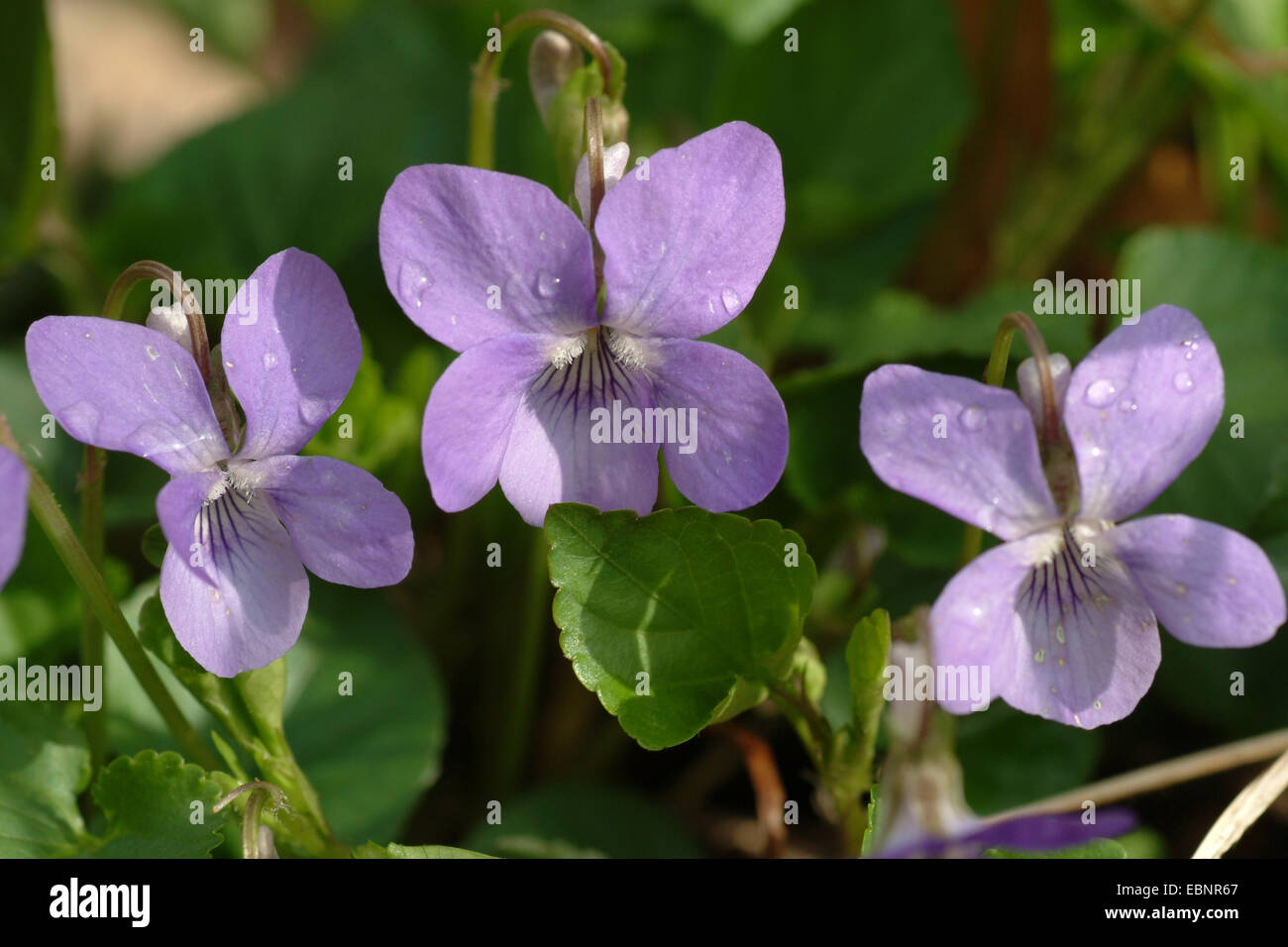 Comune di violetta, comune dog-violetto (viola riviniana), fiori, Germania Foto Stock