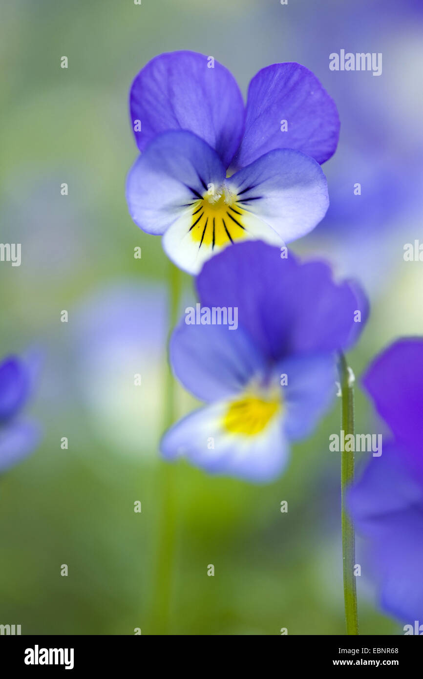 Cuore di semplicità, heartsease, wild pansy, a tre colori (Viola Viola tricolore), fiori, Germania Foto Stock