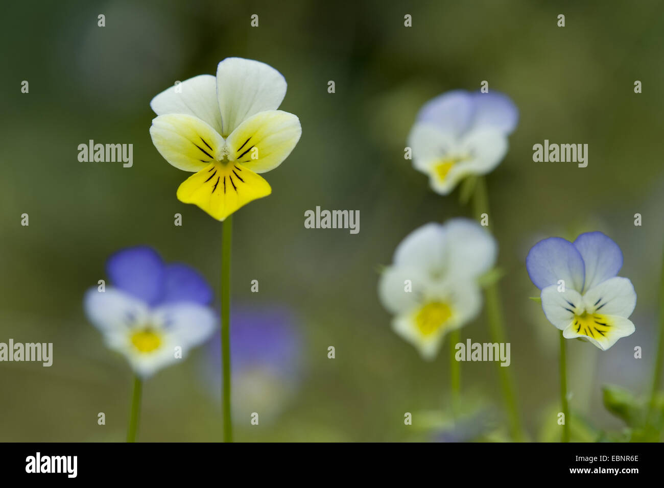 Cuore di semplicità, heartsease, wild pansy, a tre colori (Viola Viola tricolore), fioritura, Germania Foto Stock