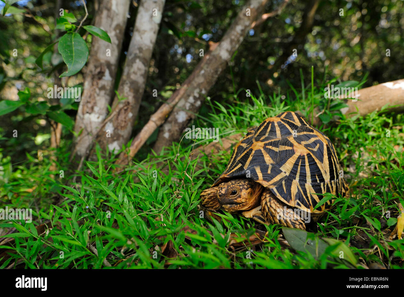 Star indiane tartaruga, starred tartaruga (Geochelone elegans elegans, Testudo elegans), in habitat, Sri Lanka, Wilpattu National Park Foto Stock